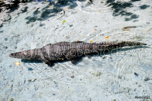 Picture of American alligator alligator mississippiensis